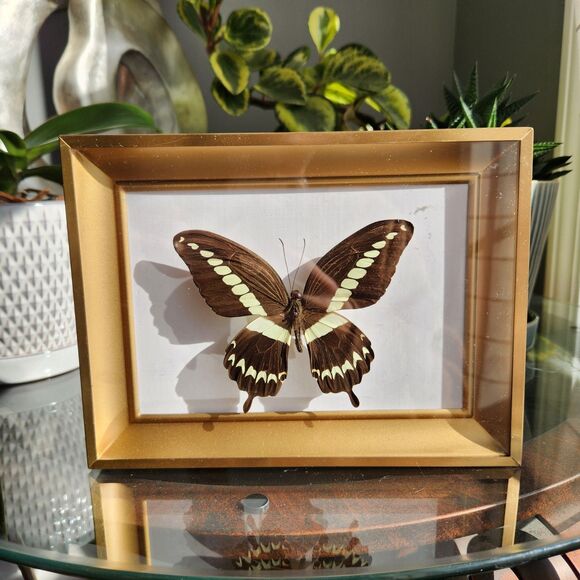 Mounted Real Butterfly Papilio gigon Indonesian Swallowtail Specimen Taxidermy - Picture 1 of 7